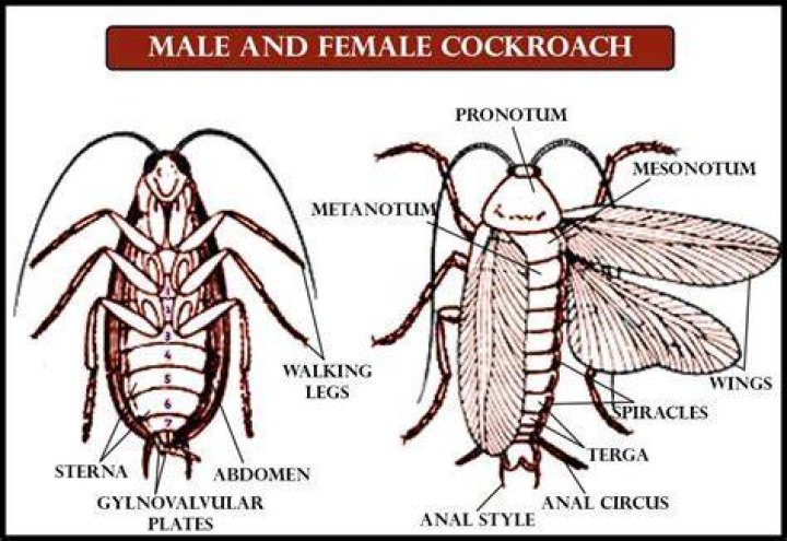 Are cockroaches asexual?