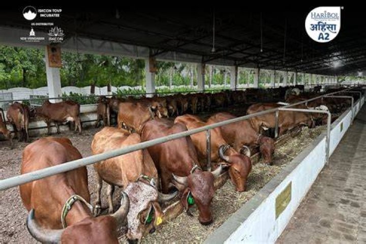 Are Indian cows A2?