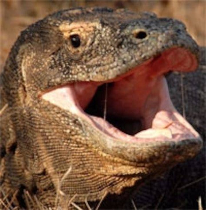 Are Komodo dragons poisonous?
