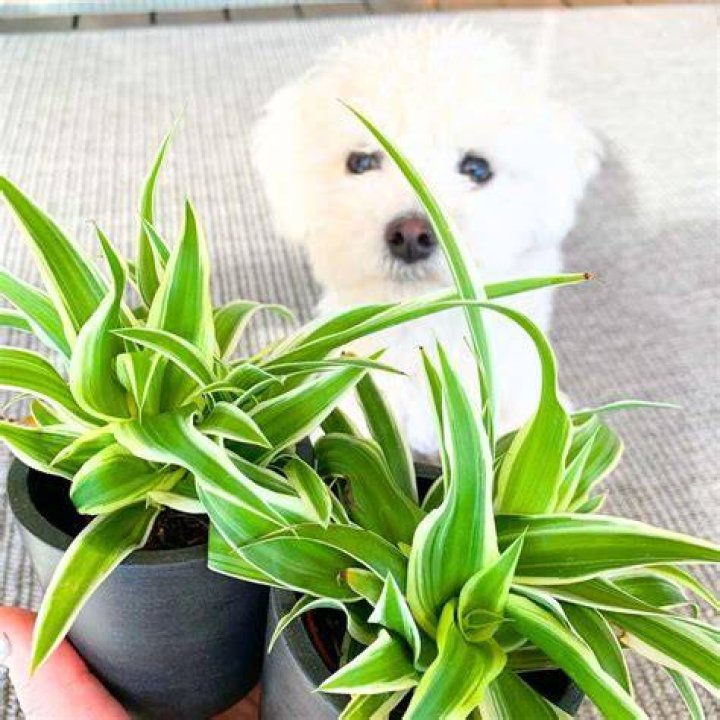 Are spider plants safe for dogs?