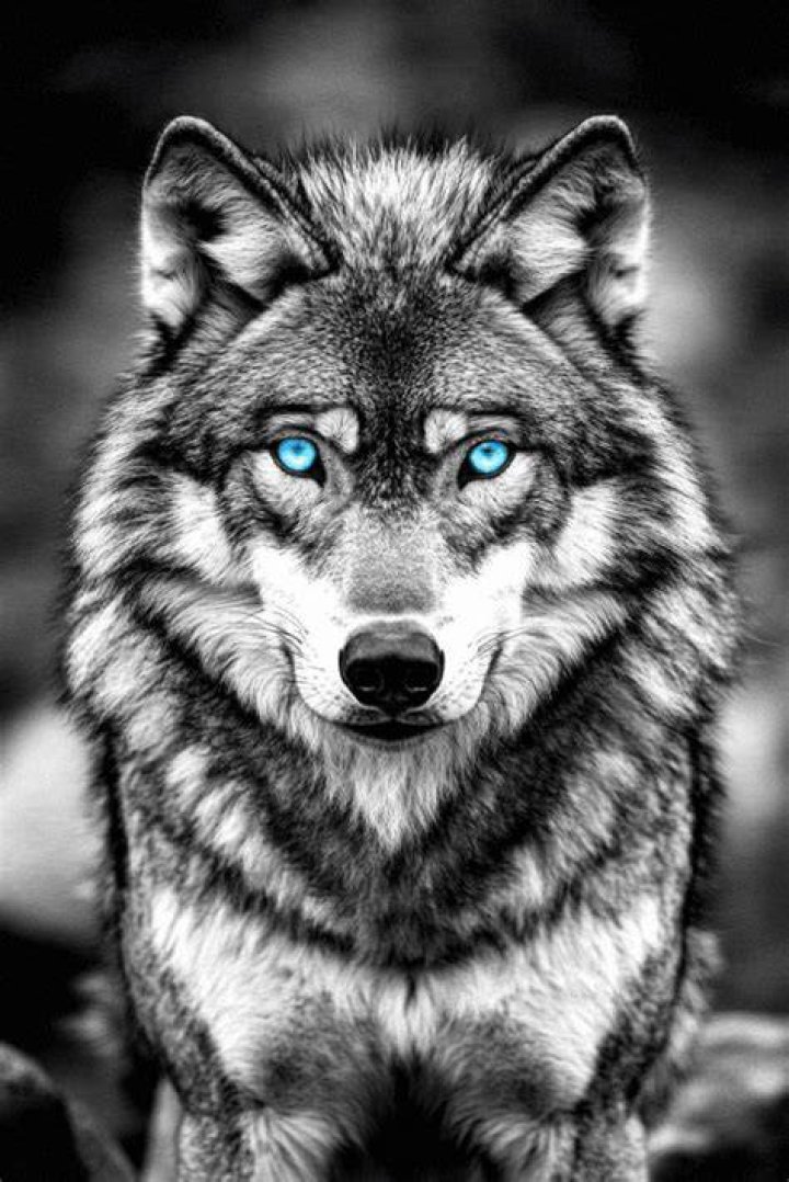 Are there any blue eyed wolves?