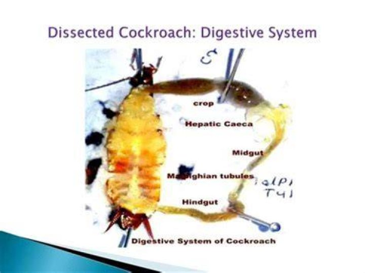Can a cockroach live in your stomach?