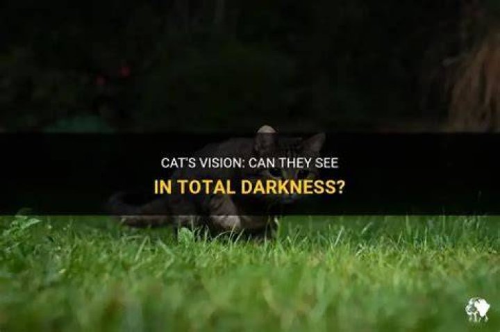 Can cats see in total darkness?