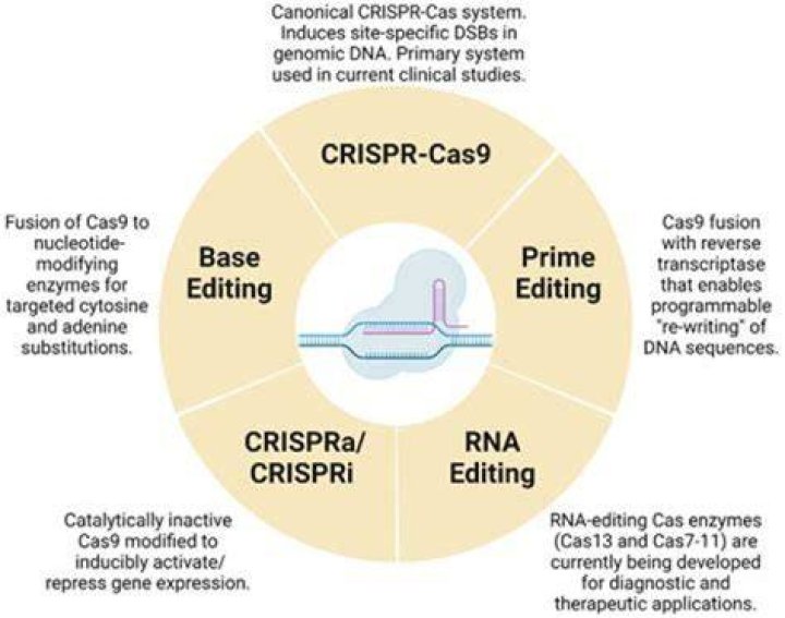 Can CRISPR improve eyesight?