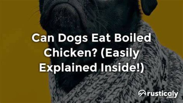 Can dogs eat boiled chicken as a meal?