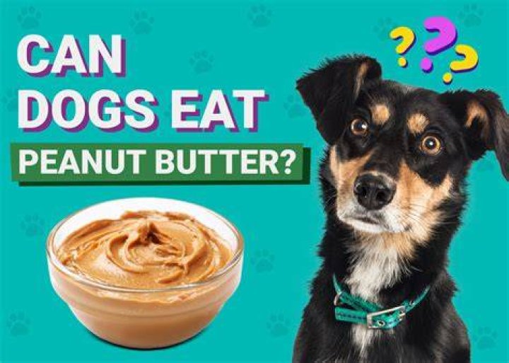 Can dogs eat honey peanut butter?