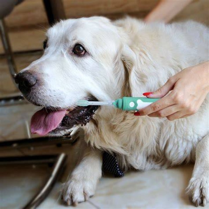 Can dogs use human toothbrush?