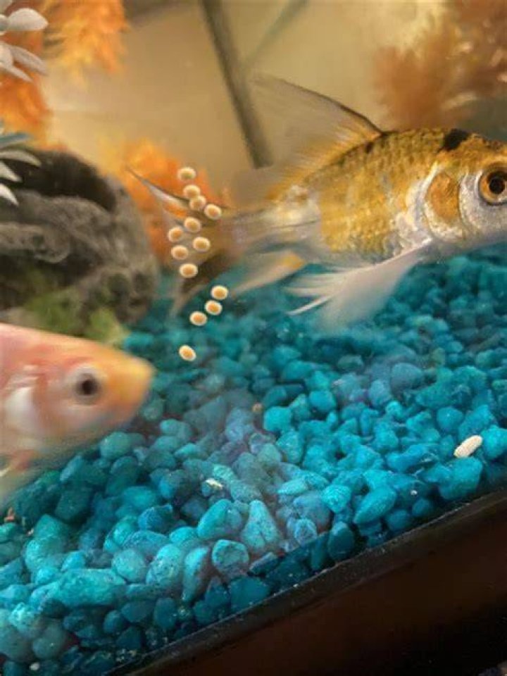 Can goldfish lay eggs without male?