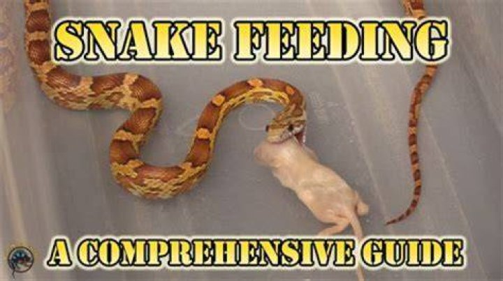 Can I feed my snake a dead mouse?