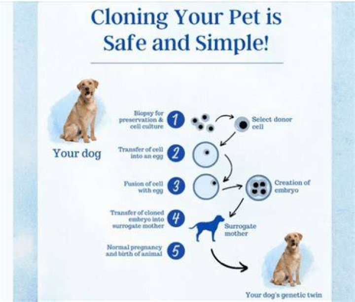 Can I get my pet cloned?