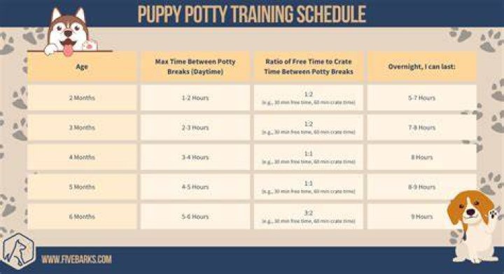 Can I take my 7 week old puppy outside to pee?