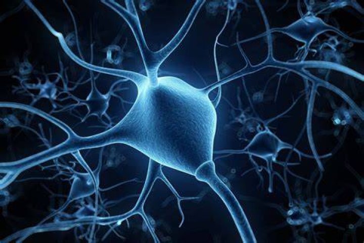 Can nerves regrow?