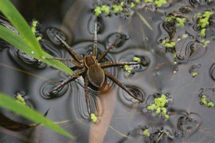 Can spiders spawn in water?