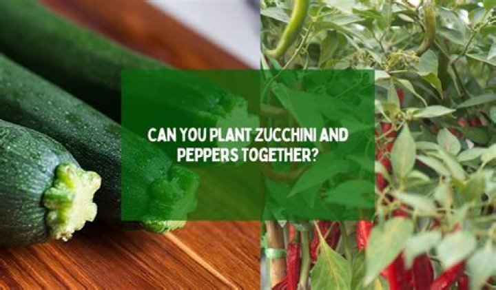 Can zucchini and peppers be planted together?