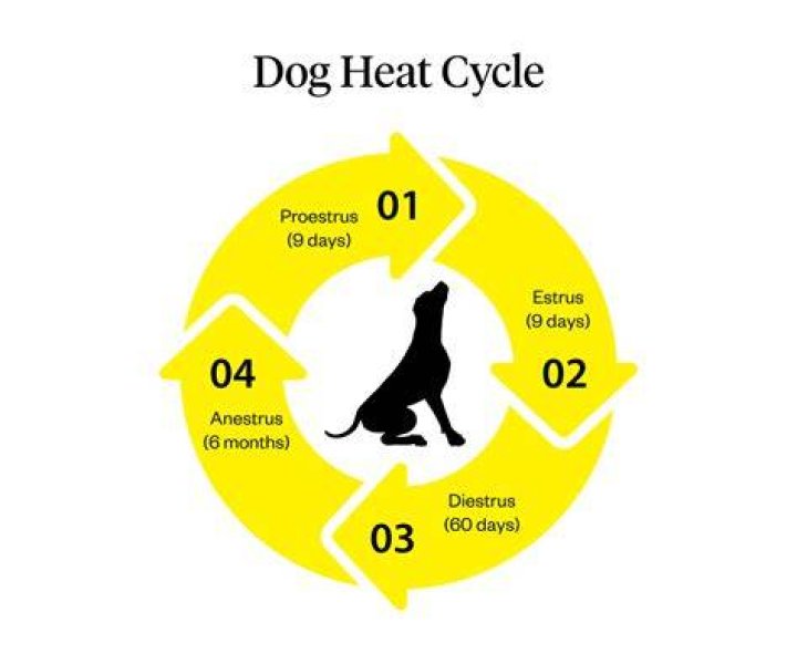 Do alphas go into heat?