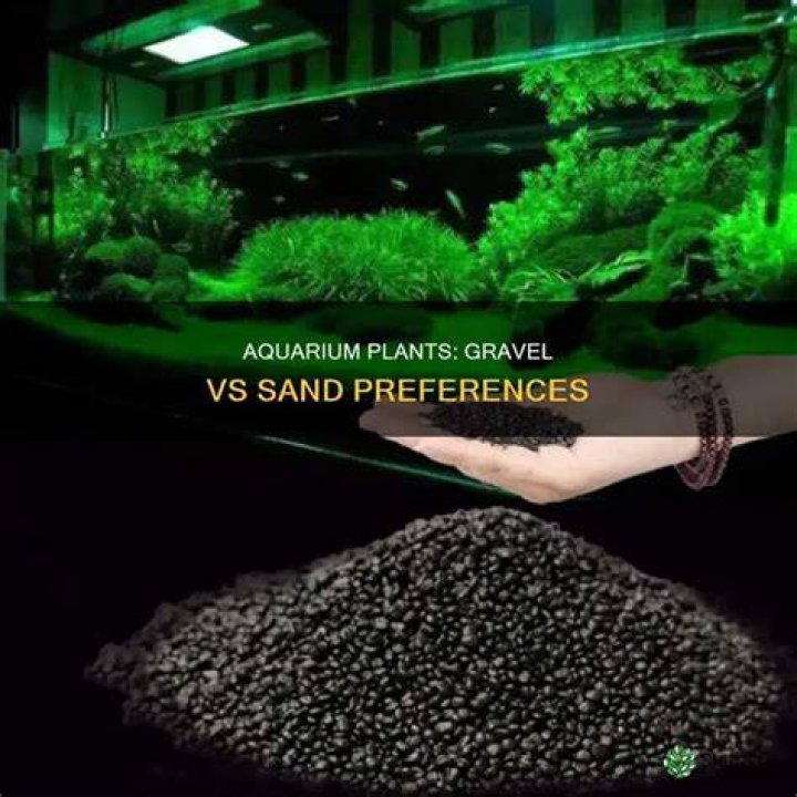 Do angelfish prefer sand or gravel?