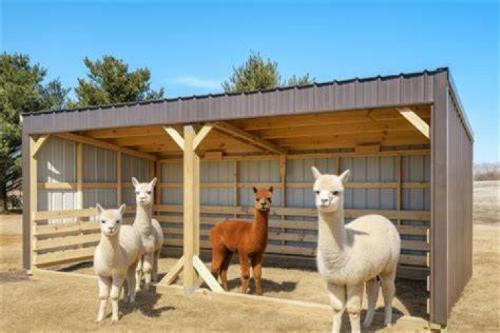 Do baby alpacas shed?