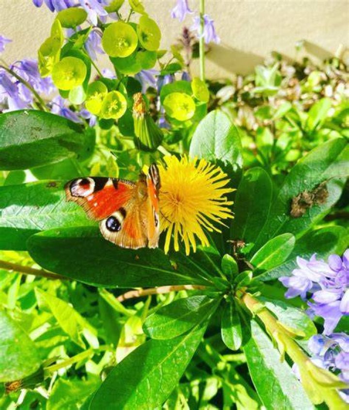 Do butterflies and bees like dandelions?