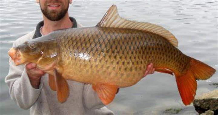 Do carp like honey?