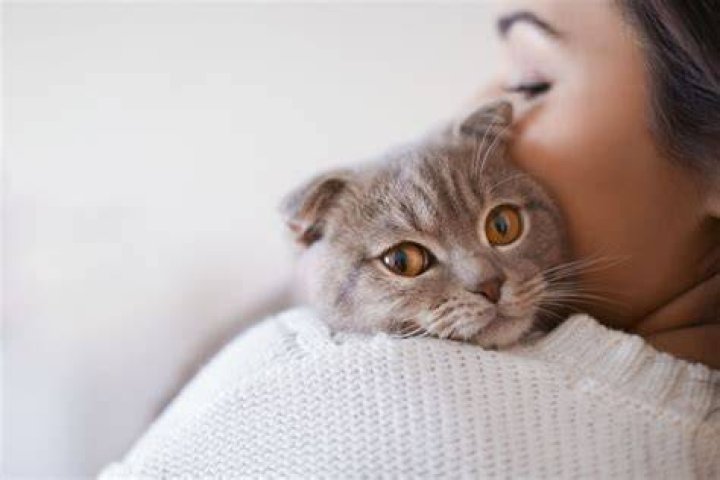 Do cats prefer female owners?
