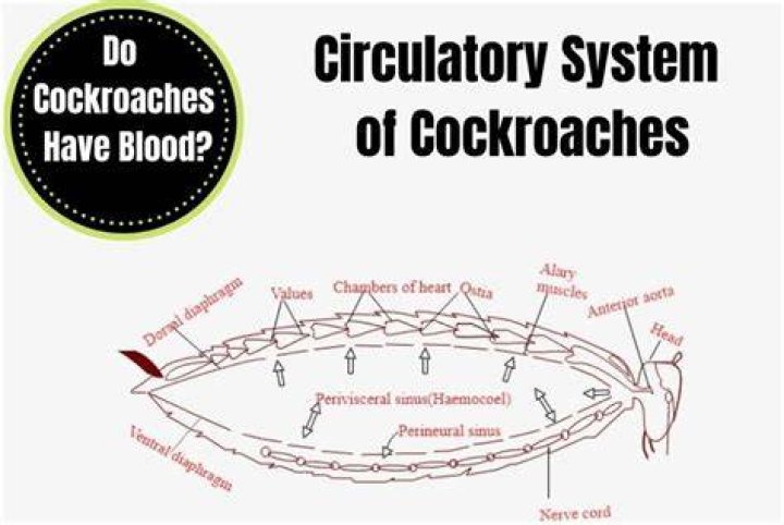 Do cockroaches bleed?