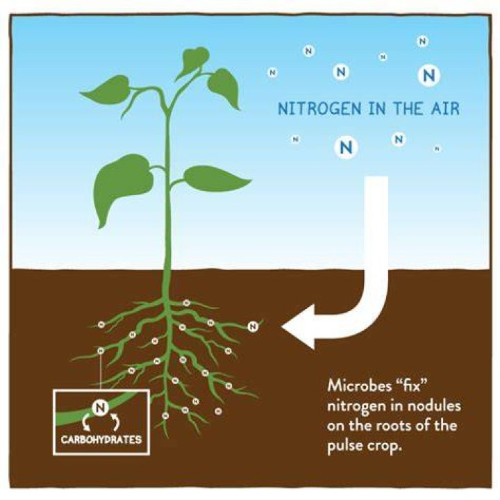 Do dandelions fix nitrogen?