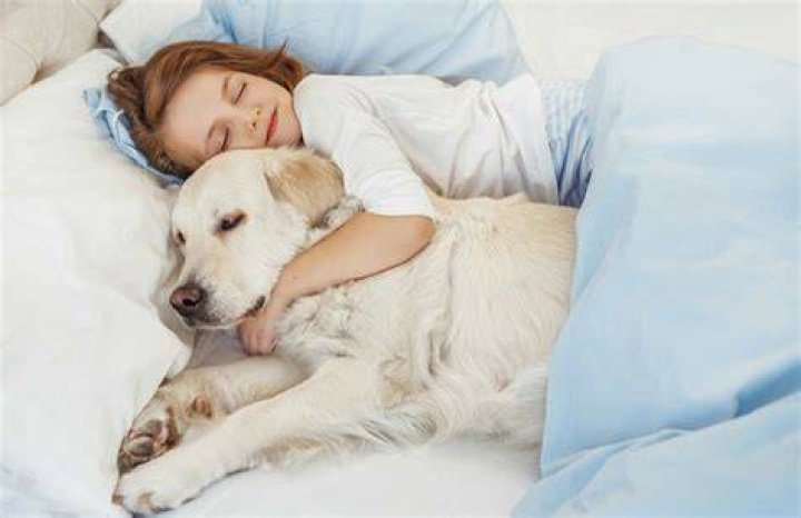 Do dogs like to cuddle in bed?