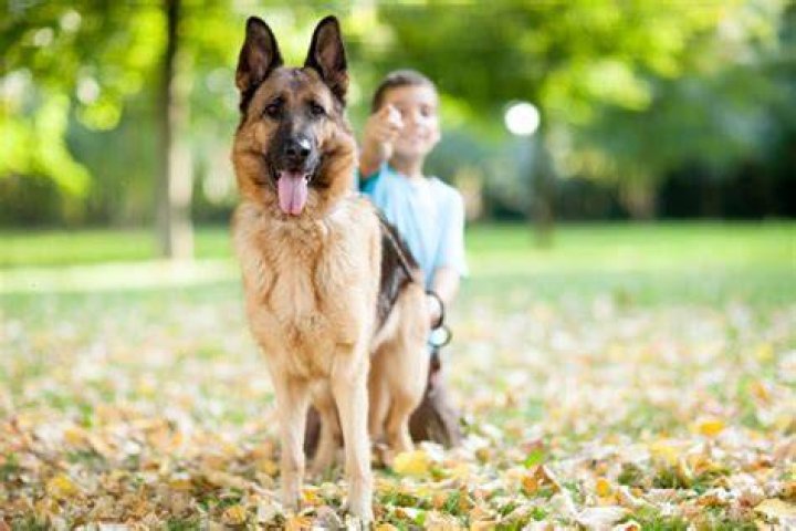 Do dogs only bond with one person?