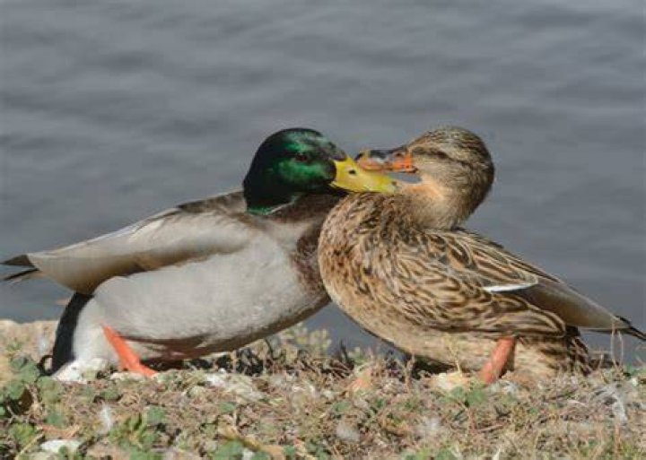Do duck bites hurt?