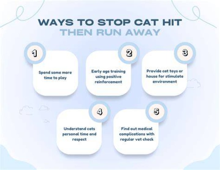 Do I have to report if I hit a cat?