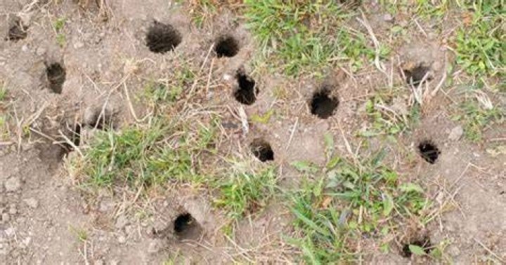 Do mice dig holes in yard?