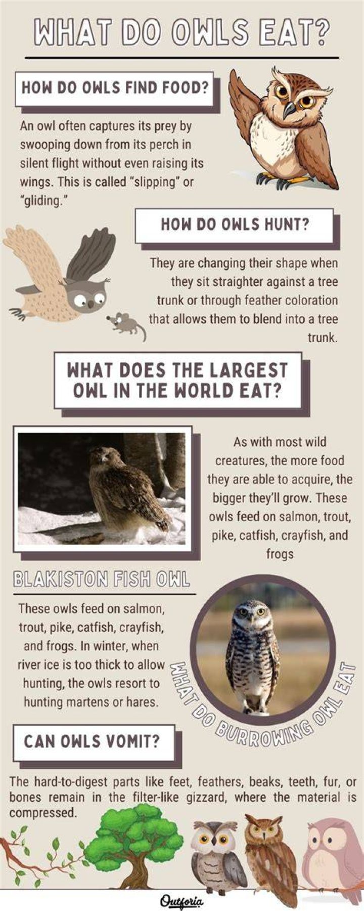 Do owls eat raccoons?