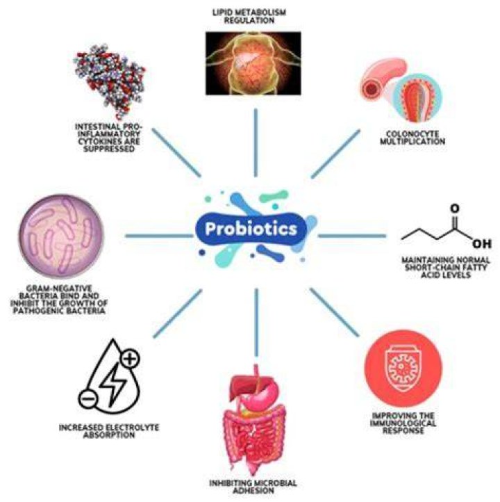 Do probiotics colonize the gut?