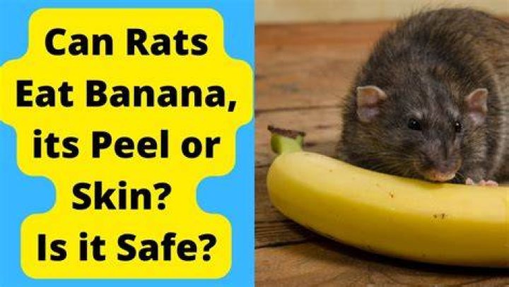 Do rodents eat banana peels?