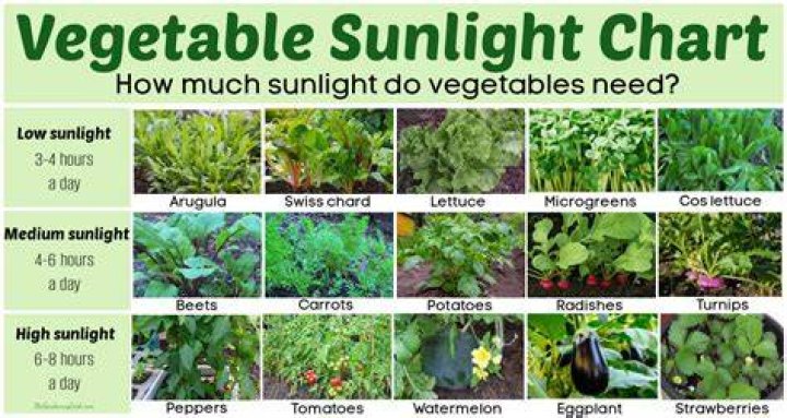 Do vegetable plants need direct sunlight?