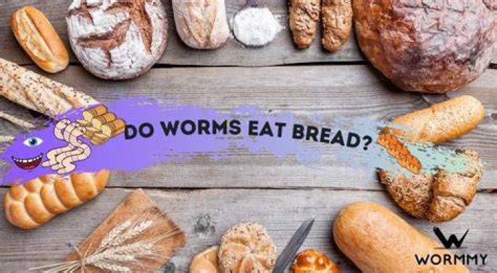 Do worms eat bread?
