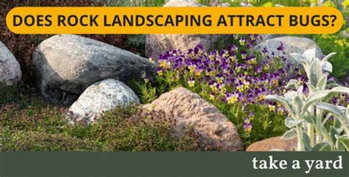 Does rock landscaping attract bugs?
