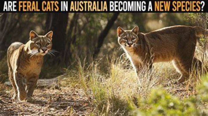 How did feral cats get to America?