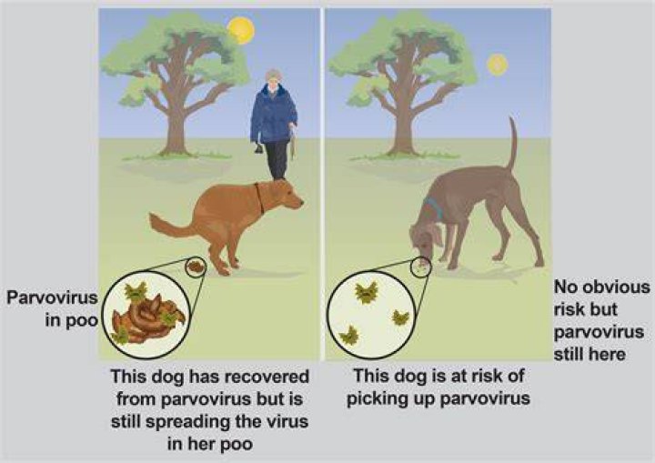 How do raccoons get parvo?