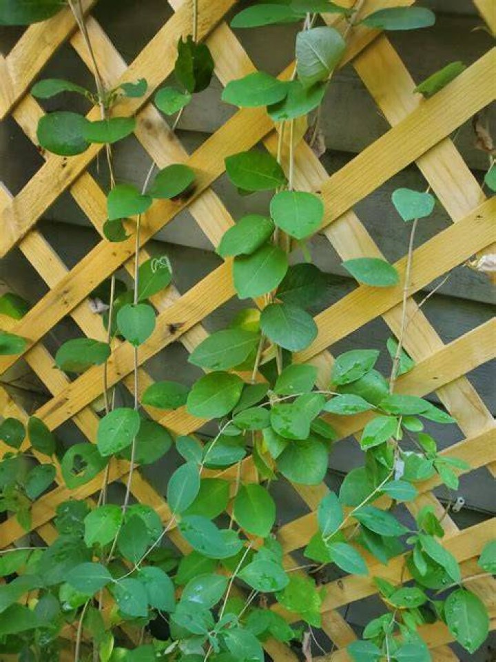 How do you cut vines on a fence?