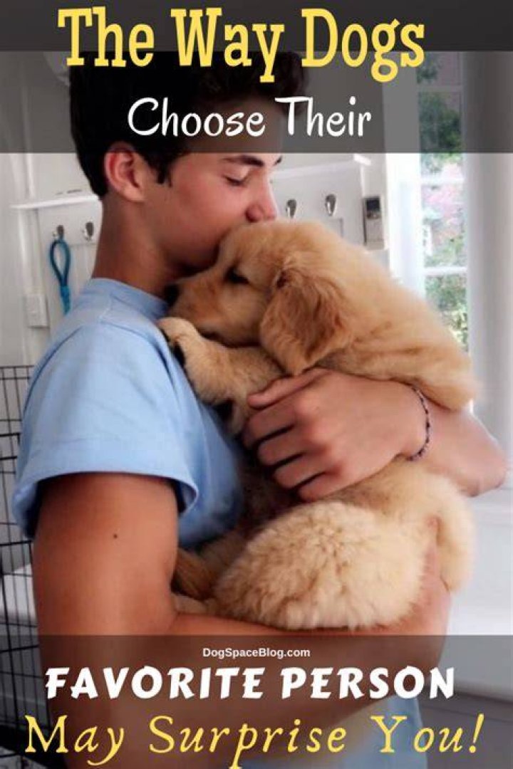 How do you know who your dog's favorite person is?