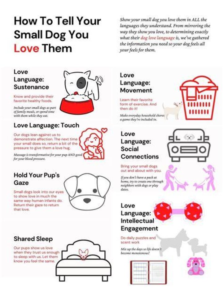 How do you show a dog you love them in dog language?