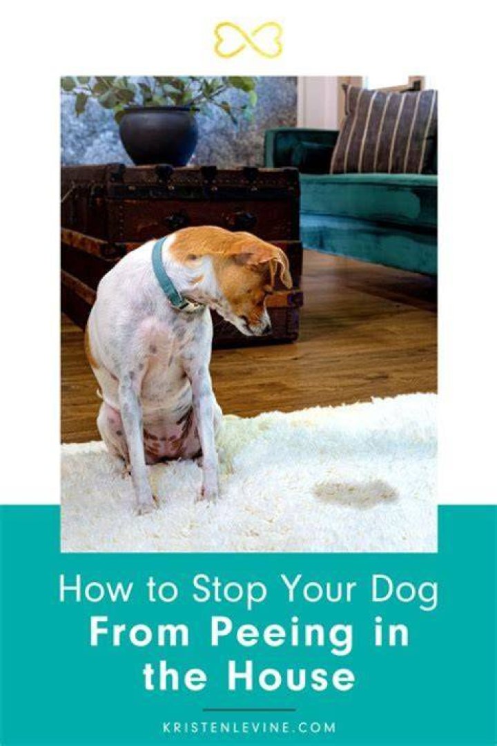 How do you stop a pig from peeing in the house?