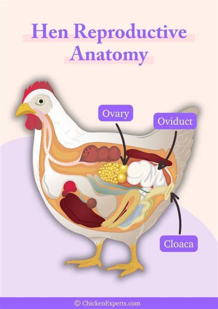 How does a rooster fertilize an egg?
