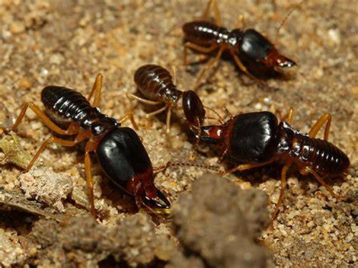 How long do termites stay in a house?