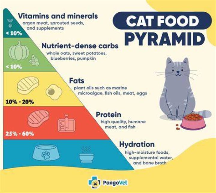 How long should cats go between meals?