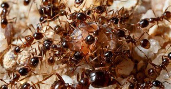 How many ants are born a day?