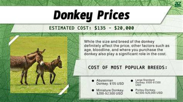 How much does a donkey cost?