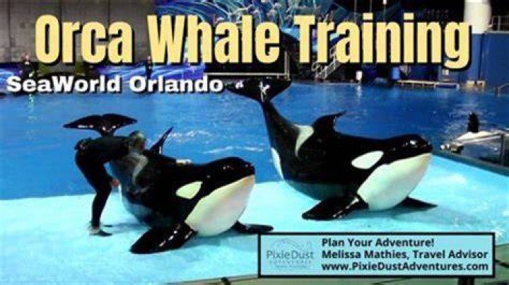 How much does a SeaWorld orca trainer make?