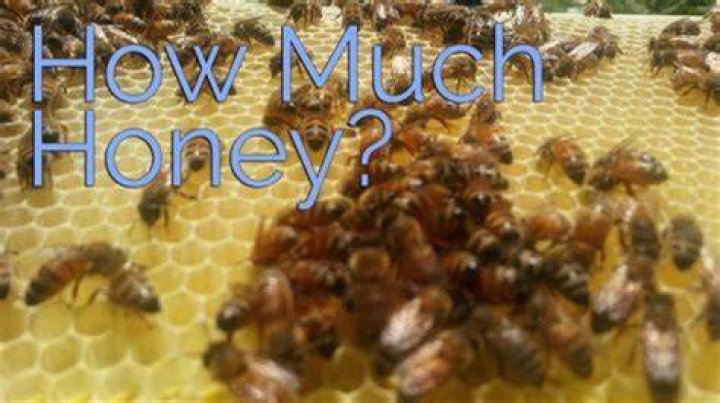 How much honey does a single bee hive produce?